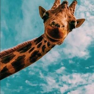 Meet your Posher, Sonya